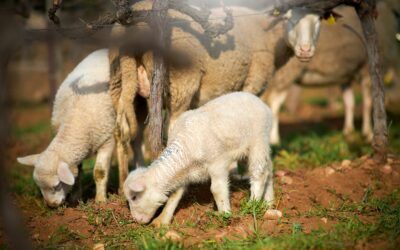 Sheep to tend our vines